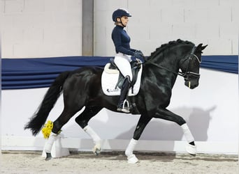 Poni alemán, Semental, 13 años, 153 cm, Negro