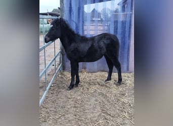 Poni alemán, Semental, 1 año, 115 cm, Musgo