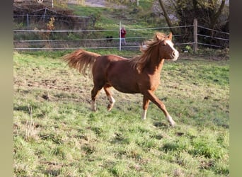 Poni alemán, Semental, 1 año, 146 cm, Alazán