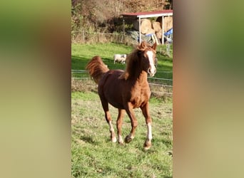Poni alemán, Semental, 1 año, 146 cm, Alazán