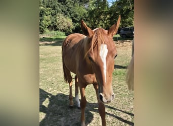 Poni alemán, Semental, 1 año, 146 cm, Alazán