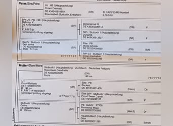 Poni alemán, Semental, 1 año, 147 cm, Buckskin/Bayo