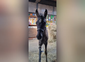 Poni alemán, Semental, 1 año, 147 cm, Grullo