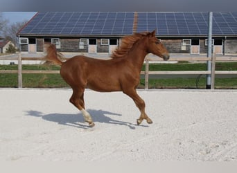 Poni alemán, Semental, 1 año, 148 cm, Alazán