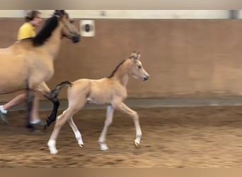 Poni alemán, Semental, 1 año, 148 cm, Buckskin/Bayo