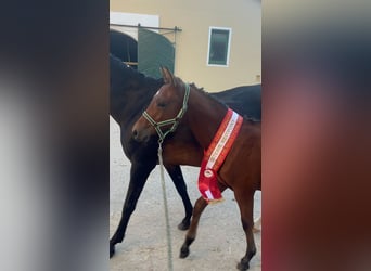 Poni alemán, Semental, 1 año, 148 cm, Castaño claro