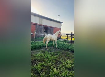 Poni alemán, Semental, 1 año, 148 cm, Palomino