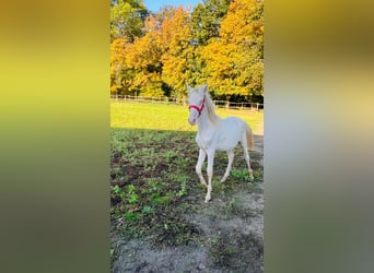 Poni alemán, Semental, 1 año, 148 cm, Palomino