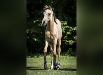 Poni alemán, Semental, 1 año, 150 cm, Bayo
