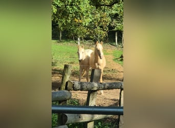 Poni alemán, Semental, 1 año, 155 cm, Palomino