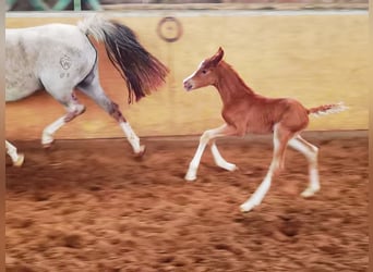 Poni alemán, Semental, 1 año, Alazán-tostado