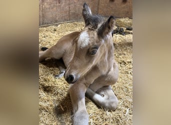 Poni alemán, Semental, 1 año, Bayo