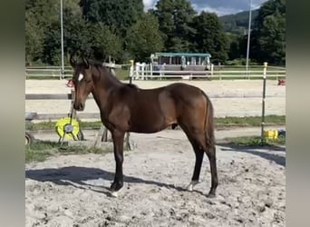 Poni alemán, Semental, 1 año, Castaño