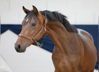 Poni alemán, Semental, 1 año, Castaño