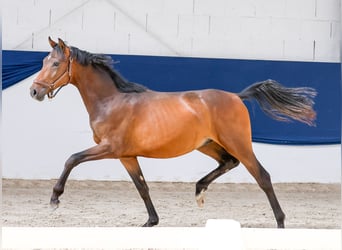 Poni alemán, Semental, 1 año, Castaño