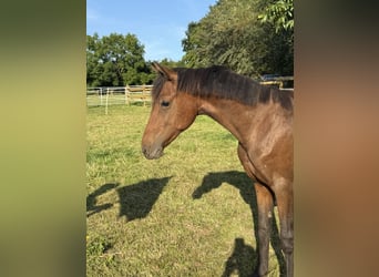 Poni alemán, Semental, 1 año, Castaño