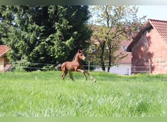 Poni alemán, Semental, 1 año, Castaño