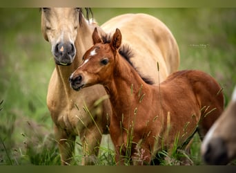 Poni alemán, Semental, 1 año, Castaño