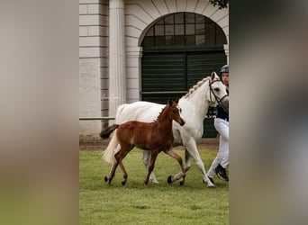 Poni alemán, Semental, 1 año, Castaño claro