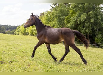 Poni alemán Mestizo, Semental, 1 año, Castaño oscuro
