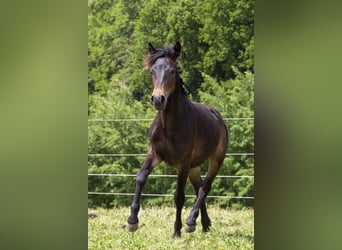 Poni alemán Mestizo, Semental, 1 año, Castaño oscuro