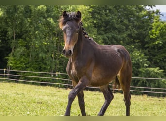 Poni alemán Mestizo, Semental, 1 año, Castaño oscuro