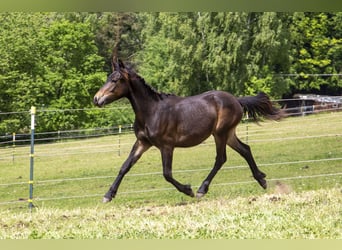 Poni alemán Mestizo, Semental, 1 año, Castaño oscuro