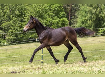 Poni alemán Mestizo, Semental, 1 año, Castaño oscuro