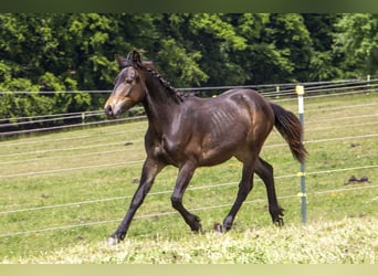 Poni alemán Mestizo, Semental, 1 año, Castaño oscuro