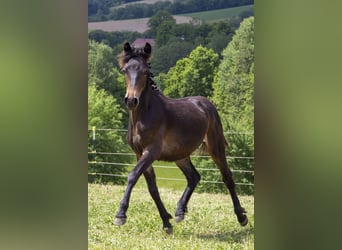 Poni alemán Mestizo, Semental, 1 año, Castaño oscuro
