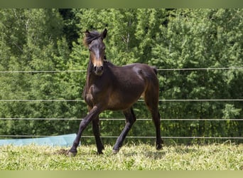Poni alemán Mestizo, Semental, 1 año, Castaño oscuro
