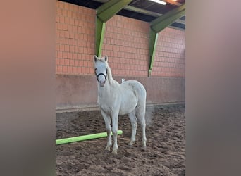 Poni alemán, Semental, 1 año, Cremello