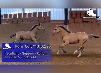 Poni alemán, Semental, 1 año, Cremello