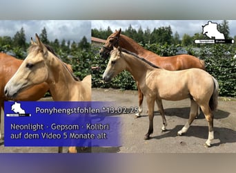 Poni alemán, Semental, 1 año, Cremello