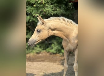 Poni alemán, Semental, 1 año, Palomino