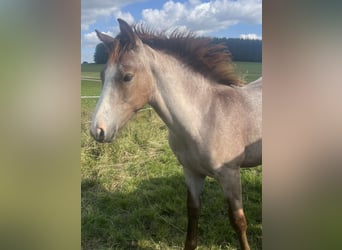 Poni alemán, Semental, 1 año, Tordo ruano