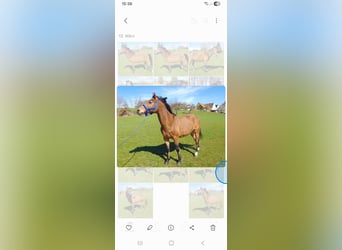 Poni alemán, Semental, 20 años, 146 cm, Castaño