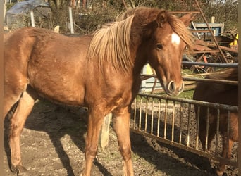 Poni alemán, Semental, 2 años, 134 cm, Alazán