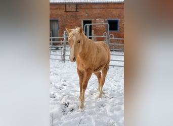 Poni alemán, Semental, 2 años, 137 cm, Palomino