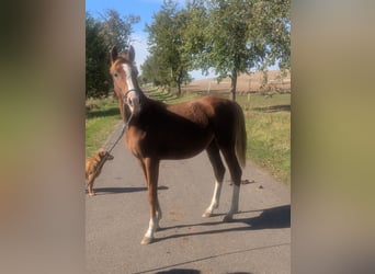 Poni alemán Mestizo, Semental, 2 años, 142 cm, Alazán