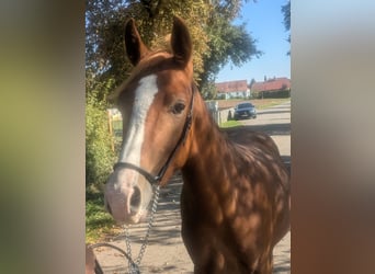 Poni alemán Mestizo, Semental, 2 años, 142 cm, Alazán