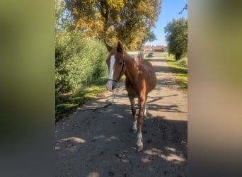 Poni alemán Mestizo, Semental, 2 años, 142 cm, Alazán
