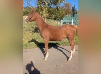 Poni alemán Mestizo, Semental, 2 años, 142 cm, Alazán
