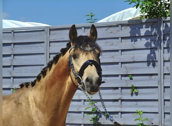 Poni alemán, Semental, 2 años, 142 cm, Buckskin/Bayo