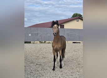 Poni alemán, Semental, 2 años, 142 cm, Buckskin/Bayo