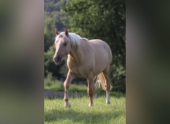 Poni alemán, Semental, 2 años, 142 cm, Palomino