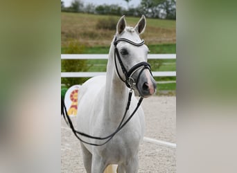 Poni alemán, Semental, 2 años, 142 cm, Tordo