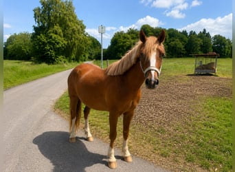 Poni alemán, Semental, 2 años, 143 cm, Alazán