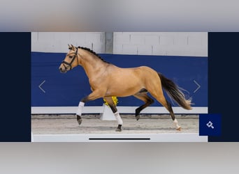 Poni alemán, Semental, 2 años, 143 cm, Bayo