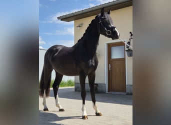 Poni alemán, Semental, 2 años, 143 cm, Negro